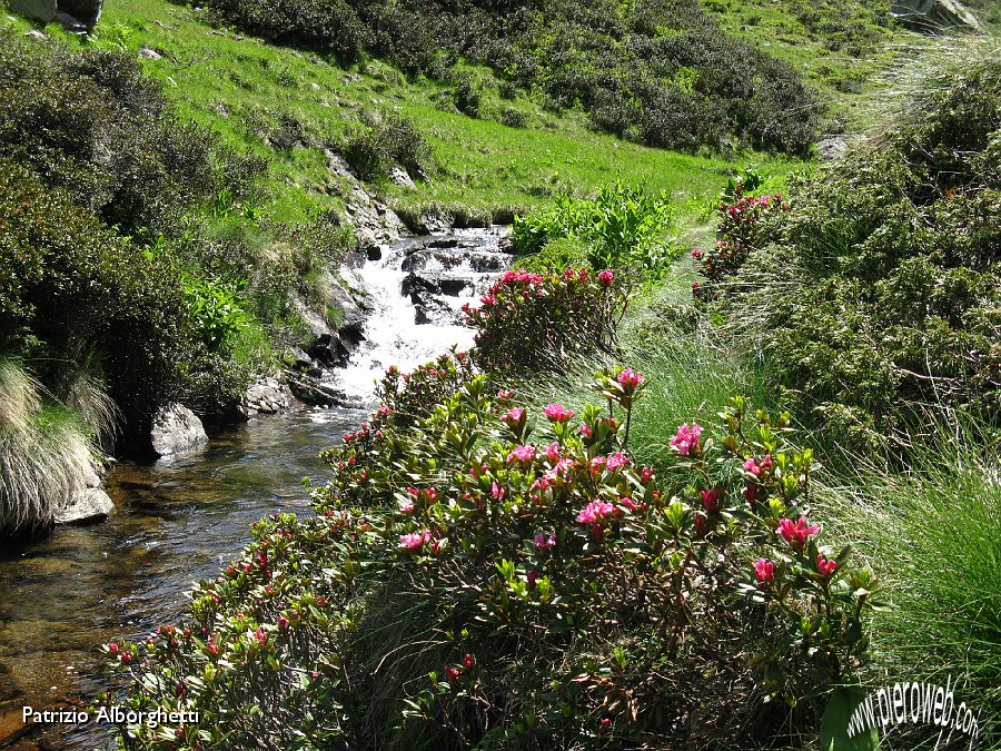 22-Prime fioriture di rododenro.JPG